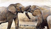 Wildlife photograph — animal in natural habitat